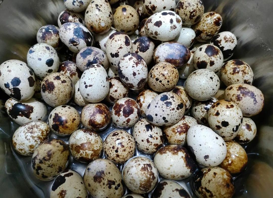 8 Manfaat Telur Puyuh yang Sayang untuk Dilewatkan, Diantaranya Bisa Menguatkan Tulang