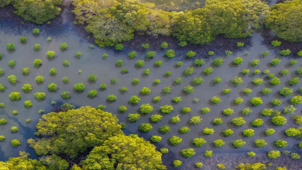 Fungsi serta 6 Manfaat Tanaman Mangrove bagi Lingkungan