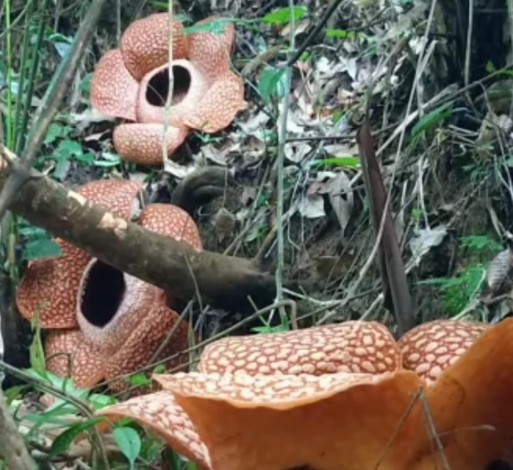 Cantiknya, Tiga Rafflesia Mekar Sempurna