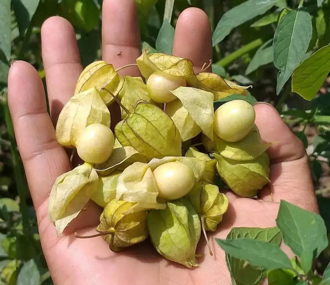 6 Manfaat Buah Ciplukan untuk Kesehatan, Jaga Kesehatan Mata hingga Turunkan Kolesterol