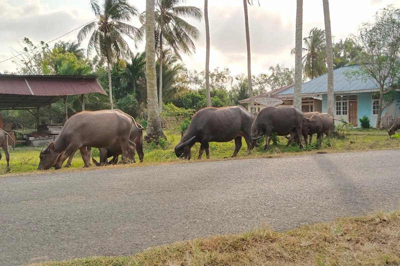 Mukomuko Perlu Bangun Kawasan Ternak dan UPPO Biogas