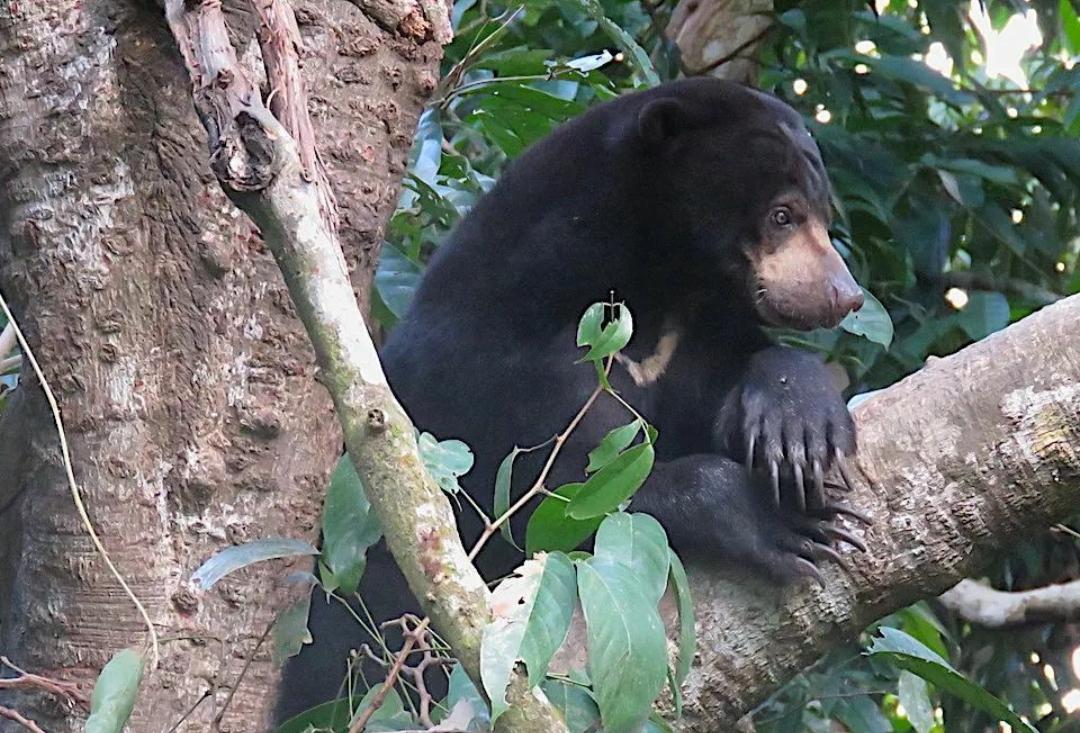 Mahir Memanjat Pohon, Ini 10 Fakta Menarik tentang Beruang Madu