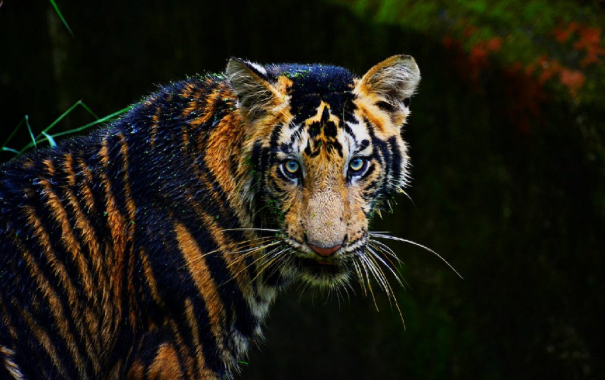 Kisah Legenda 7 Manusia Harimau Bengkulu: Apakah Ini Hanya Mitos atau Fakta?