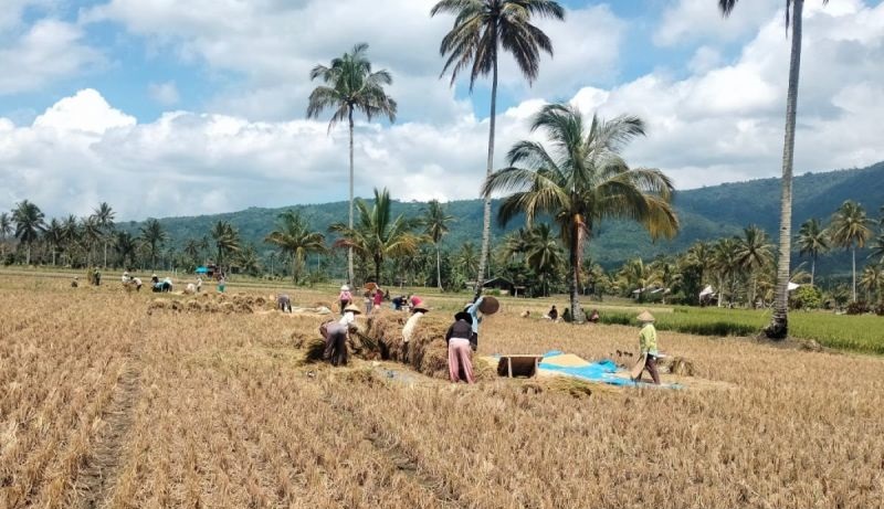 Hadapi Musim Kemarau, Distankan Rejang Lebong Anjurkan Petani Beralih ke Palawija