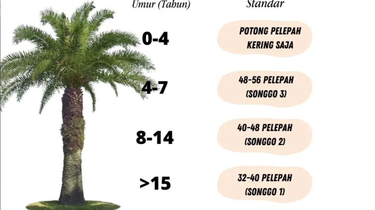 Apa Itu Sistem Songgo Pada Pelepah Kelapa Sawit? Ini Pengertian, Manfaat dan Tekniknya!