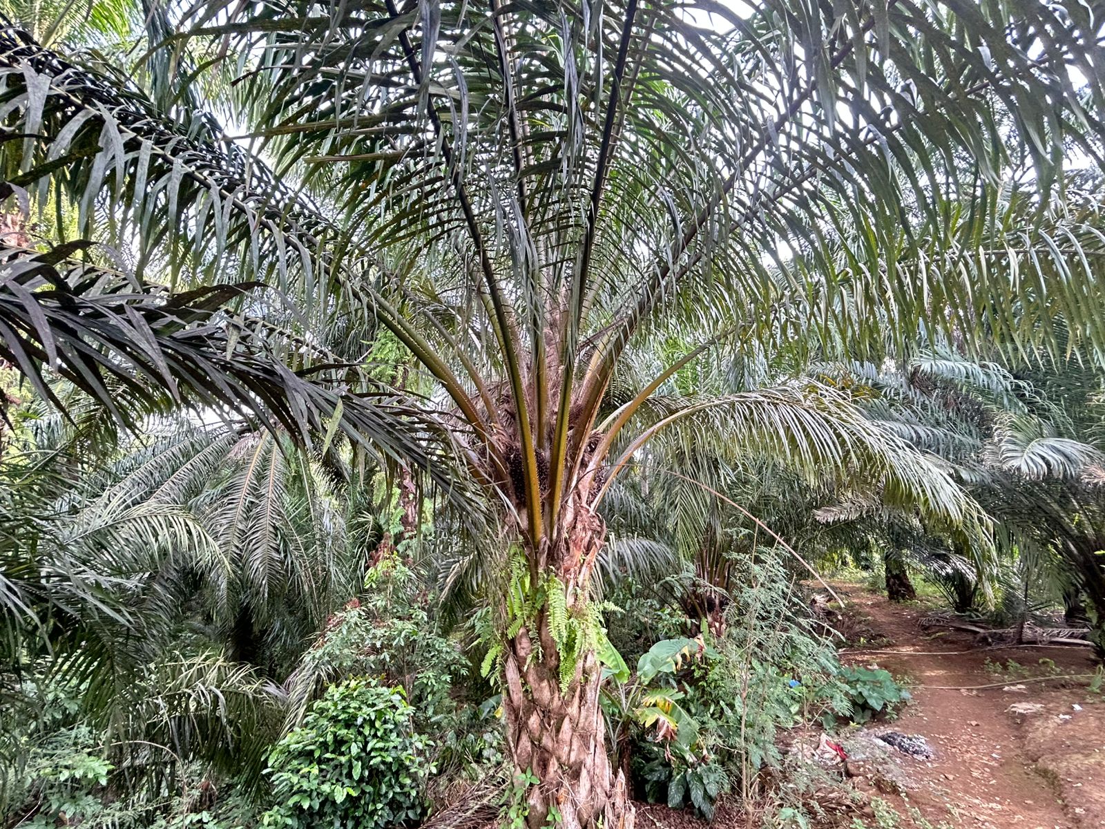 Harga Sawit Mukomuko Hari Ini Masih Stagnan, Tertinggi Rp 2.940 per Kilogram