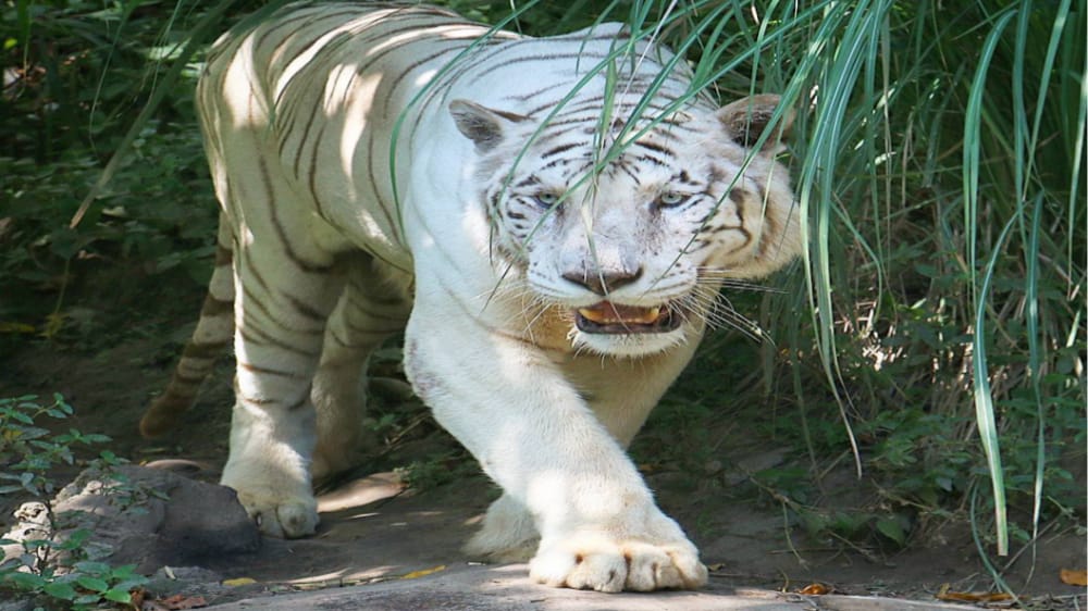 Ini Dia Beberapa Tanda Fisik Orang yang Dinaungi Khodam Macan Putih