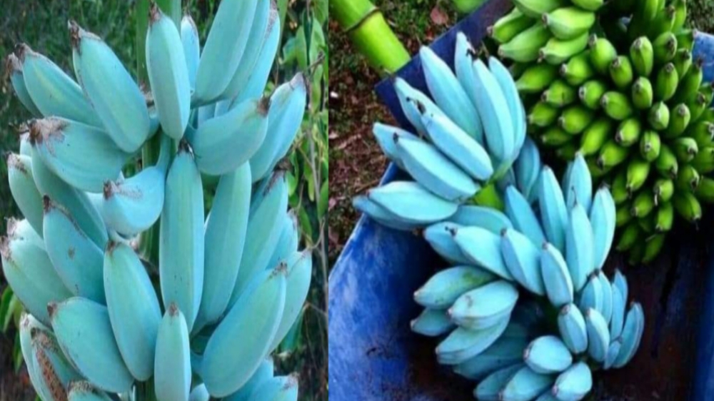Miliki Warna Unik dan Rasa Manis Mirip Es Krim, Berikut Fakta Unik Pisang Blue Java
