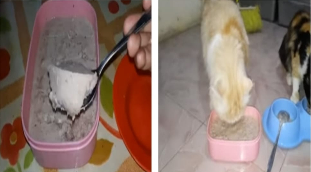 Makanan Kucing Modal Rp10 Ribu Hanya Gunakan Bahan Ini, Kucing Sehat Gemuk dan Berbulu Tebal