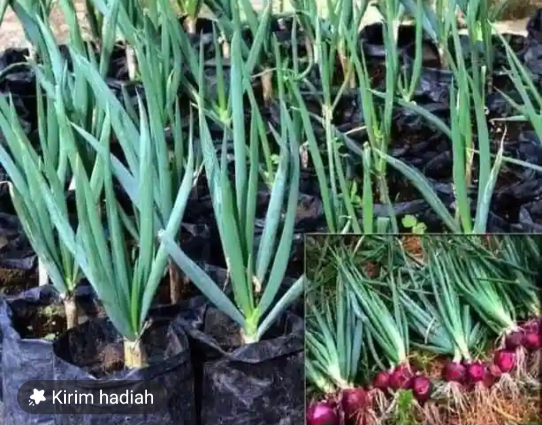 Tips Menanam Bawang Merah dalam Polybag, Berkebun di Halaman Rumah Jadi Menyenangkan