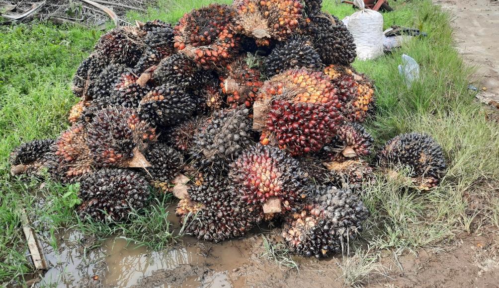 8 Penyebab Tandan Buah Sawit Menjadi Kecil, Stres Lingkungan dan Kualitas Tanah Diantaranya