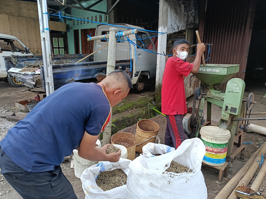 Petani Sumringah! Harga Biji Kopi Super di Rejang Lebong Tembus Rp67.000 