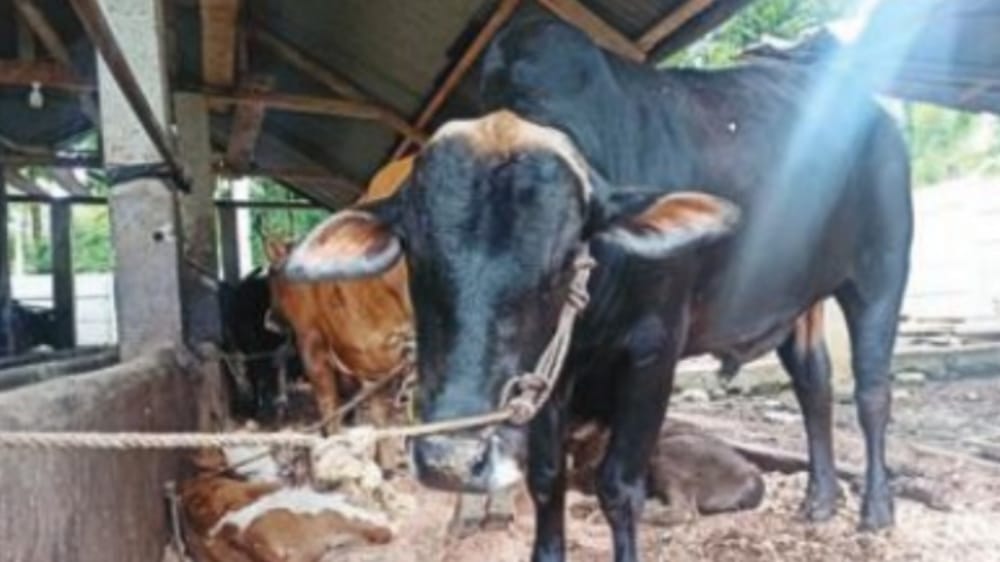 Kenapa Sunan Kudus Melarang untuk Menyembelih Sapi Ketika Hari Raya Iduladha?