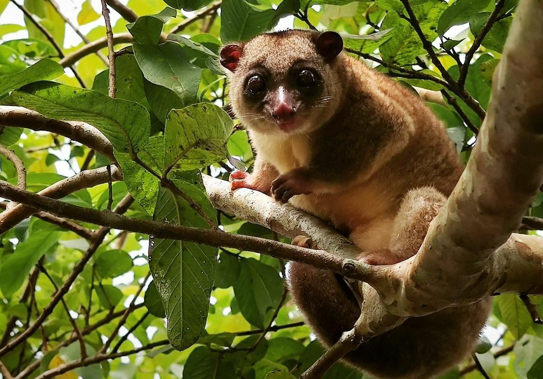 9 Fakta Menarik tentang Kuskus, Hewan Marsupial dengan Ekor Panjang