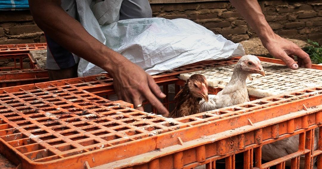 Cara Panen Ayam Kampung dan Mengolah Dagingnya dengan Benar Agar Berkualitas Serta Aman Konsumsi