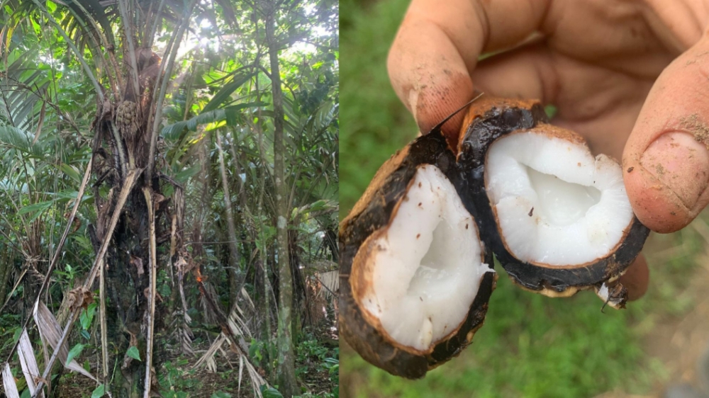 Coquito Palm, Buah Unik yang Isinya Mirip dengan Kelapa Kecil