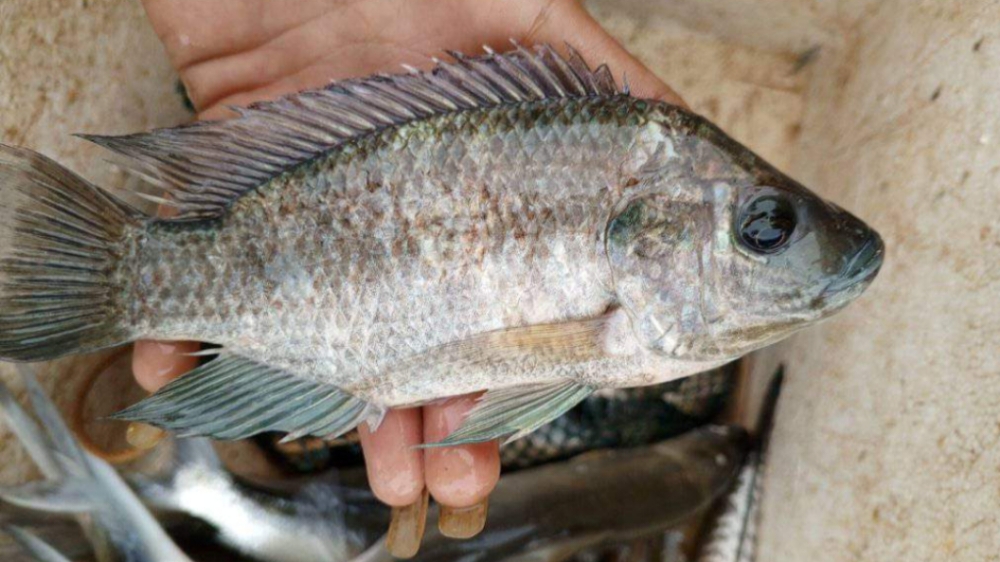 Asal Mula Ikan Mujair Berkembang Biak di Indonesia, Ternyata Ada Dampak Lingkungannya