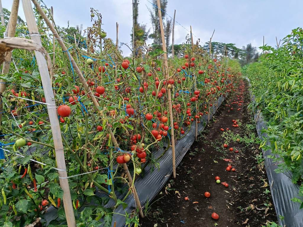 Petani Harus Terus Belajar, Pola Tanam Tumpang Sari Jadi Pilihan Lebih Menjanjikan