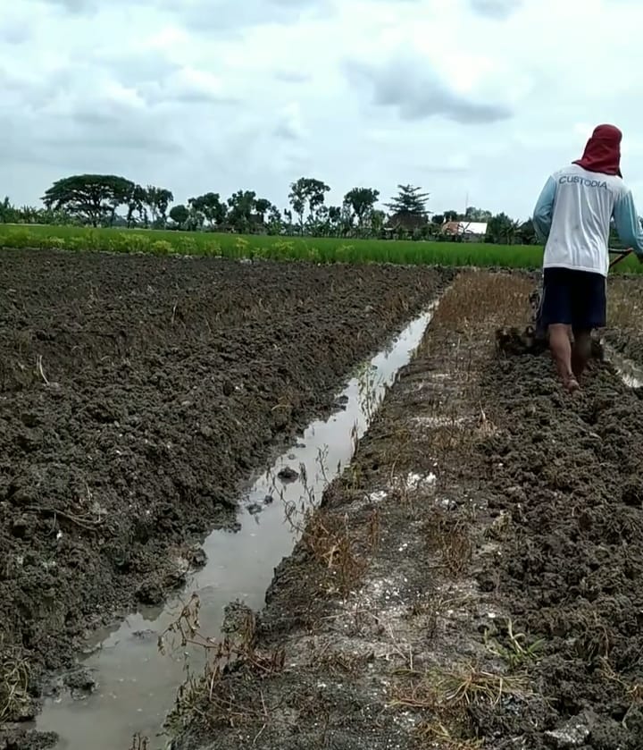 Kunci Sukses Bertani: Ilmu Pengetahuan dan Praktek Lapangan, Petani Ini Hasilkan Rp16 Juta per Bulan