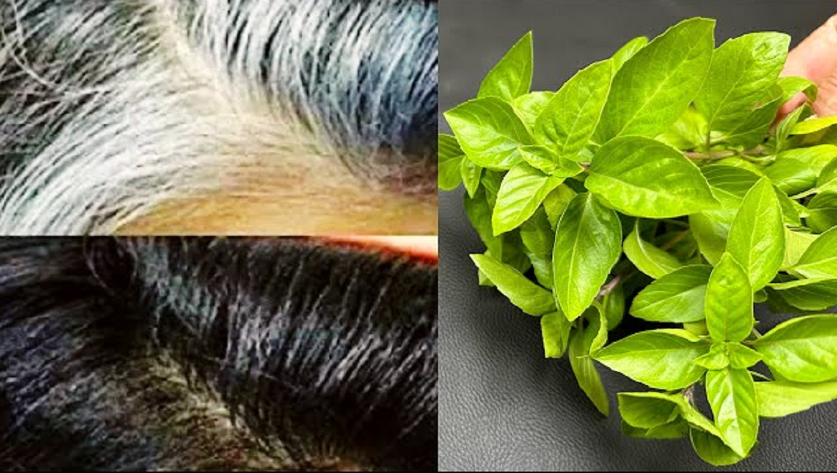 Mengatasi Uban dengan Daun Kemangi dan Rosemary: Tips Ampuh untuk Rambut Sehat