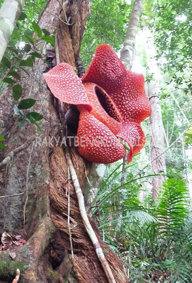 Nikmatilah, Bunga Rafflesia sudah Mekar Sempurna  