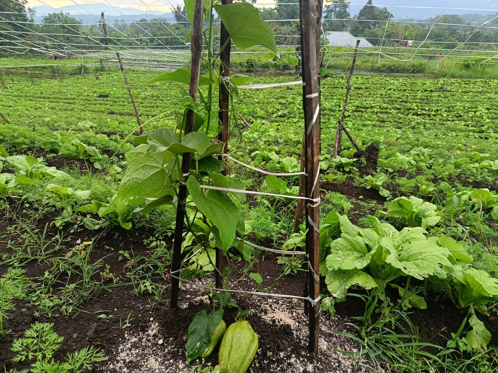 Begini Cara Mengatasi Busuk pada Buah dan Batang pada Labu Siam 