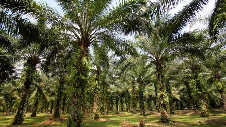 Harga TBS Sawit di Mukomuko Naik, Tertinggi Sentuh Rp 3.100/Kg per 18 September 2025