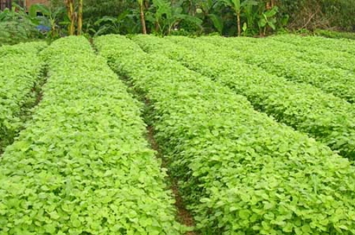 Ini Manfaat Sayur Bayam yang Jarang Diketahui: Kaya Nutrisi dan Cegah Anemia