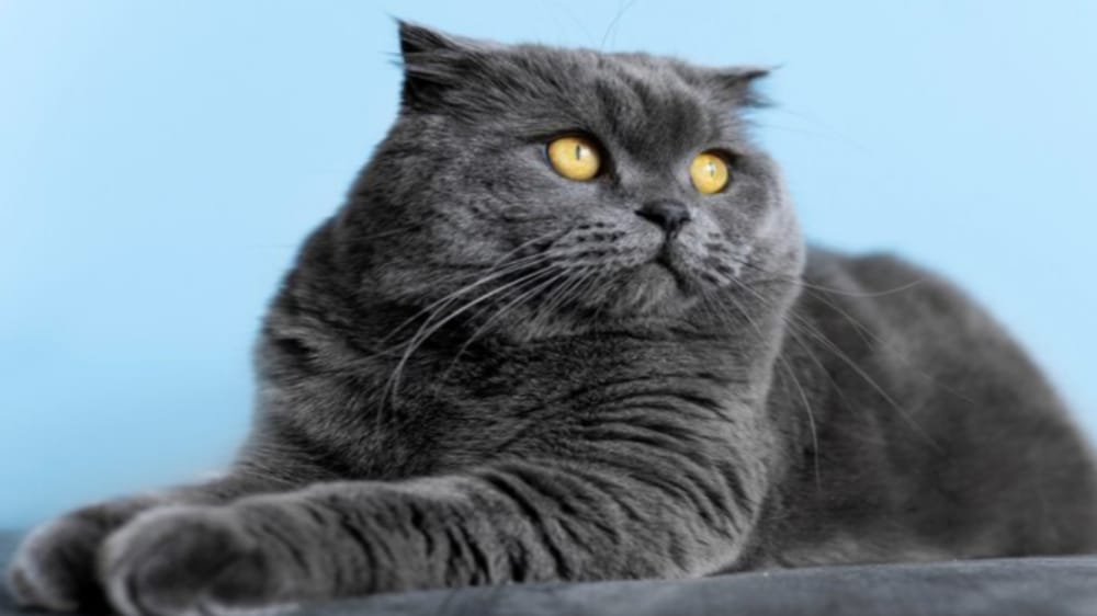 7 Tips Mudah Merawat Bulu Kucing Agar Tidak Rontok