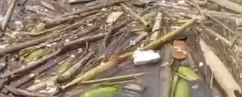 Viral dan Bikin Geger! Mayat Perempuan Terapung Muncul di Sungai Desa Tertik Kepahiang