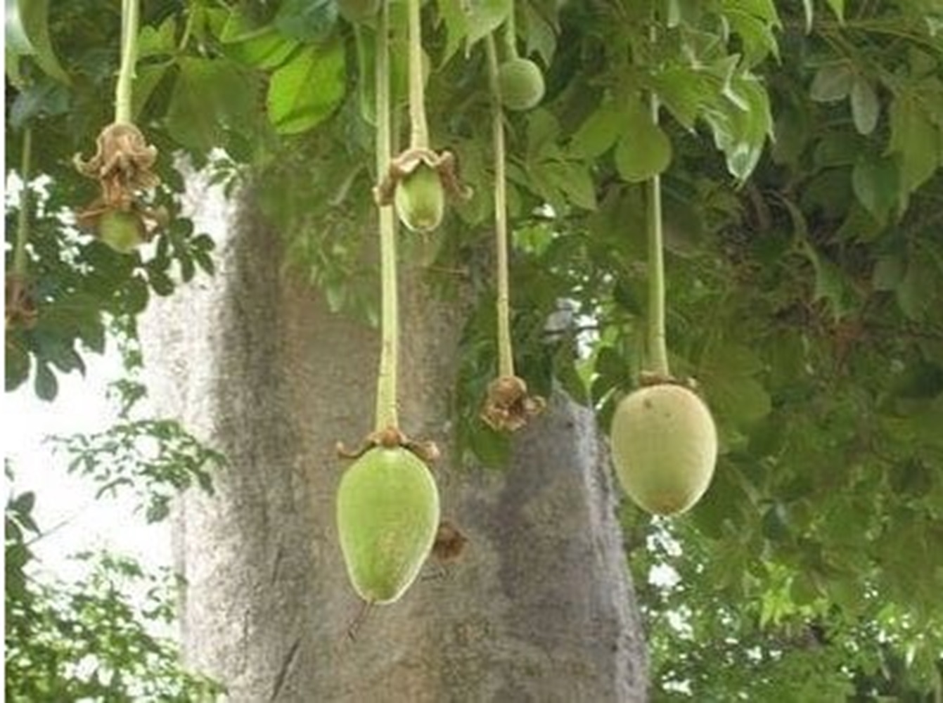 Bisa Merangsang Sistem Kekebalan Tubuh, Ini 6 Manfaat Buah Baobab, Dijuluki Pohon Paling Super Power