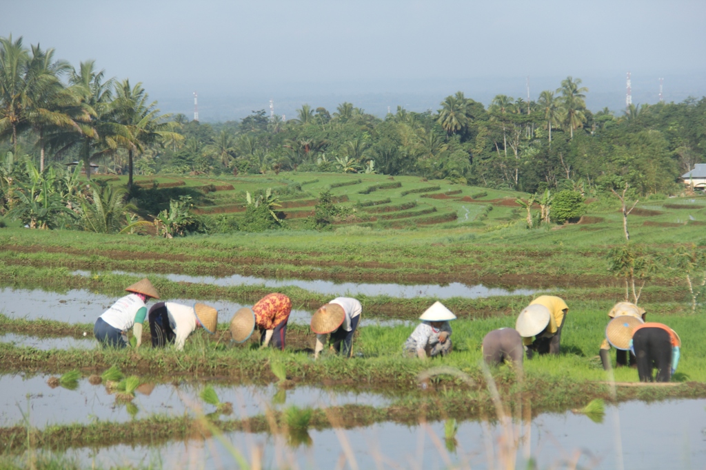 Alih Fungsi Lahan Persawahan di Bengkulu Utara Terus Terjadi, Imbas Pengurangan Penerima Pupuk Subsidi