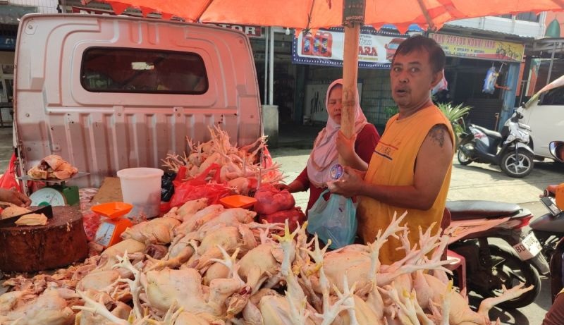 Stok Melimpah, Harga Ayam di Bengkulu Turun hingga Rp25 Ribu per Kilogram