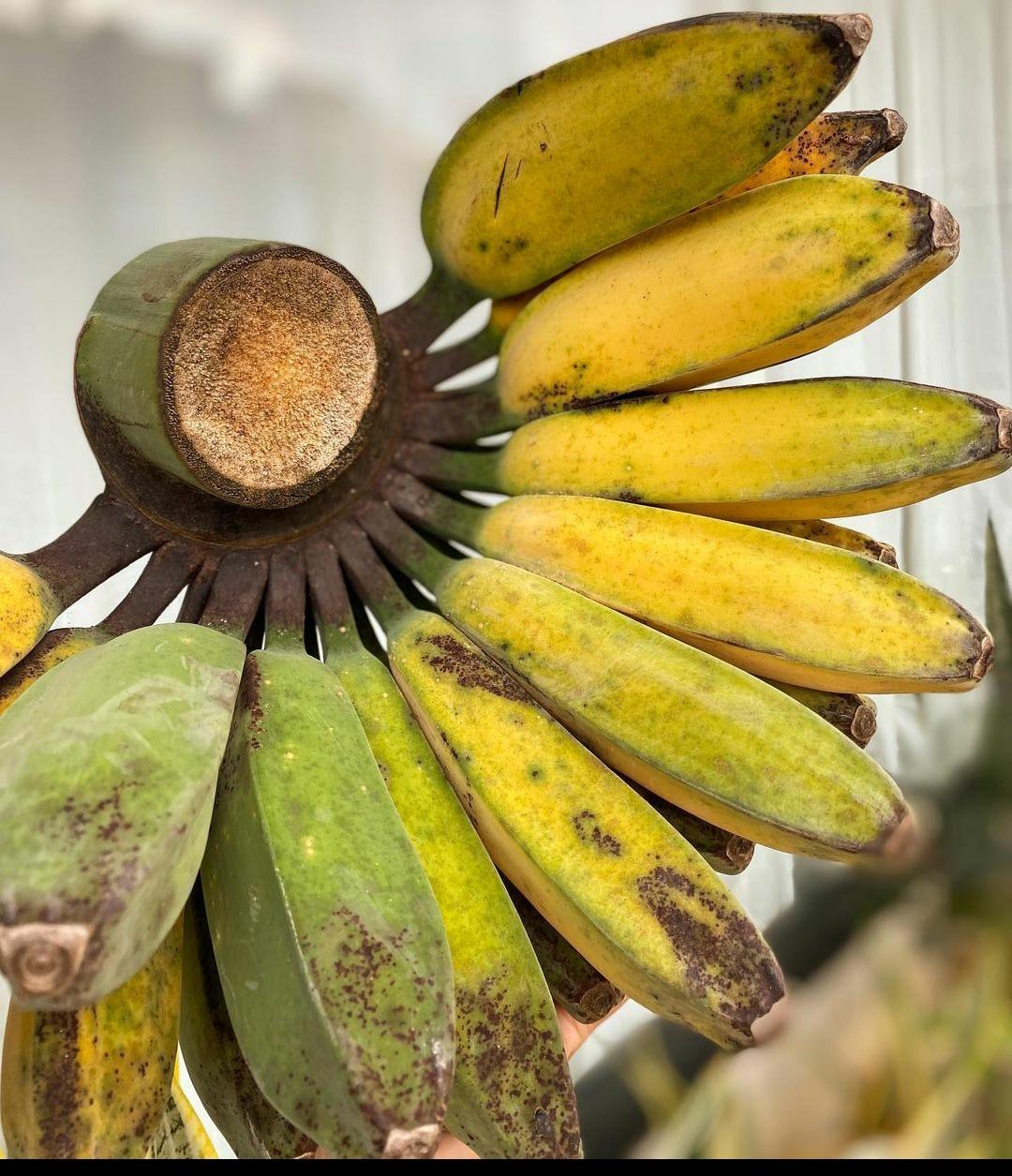 Menjaga Jantung hingga Menangkal Efek Radikal Bebas, Ini 7 Manfaat Pisang Kepok untuk Kesehatan