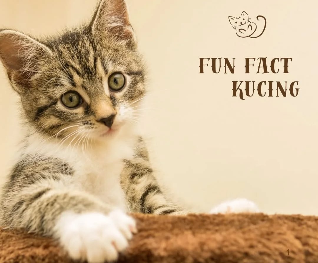 5 Fakta Menarik Tentang Kucing yang Pasti Belum Kamu Tahu!