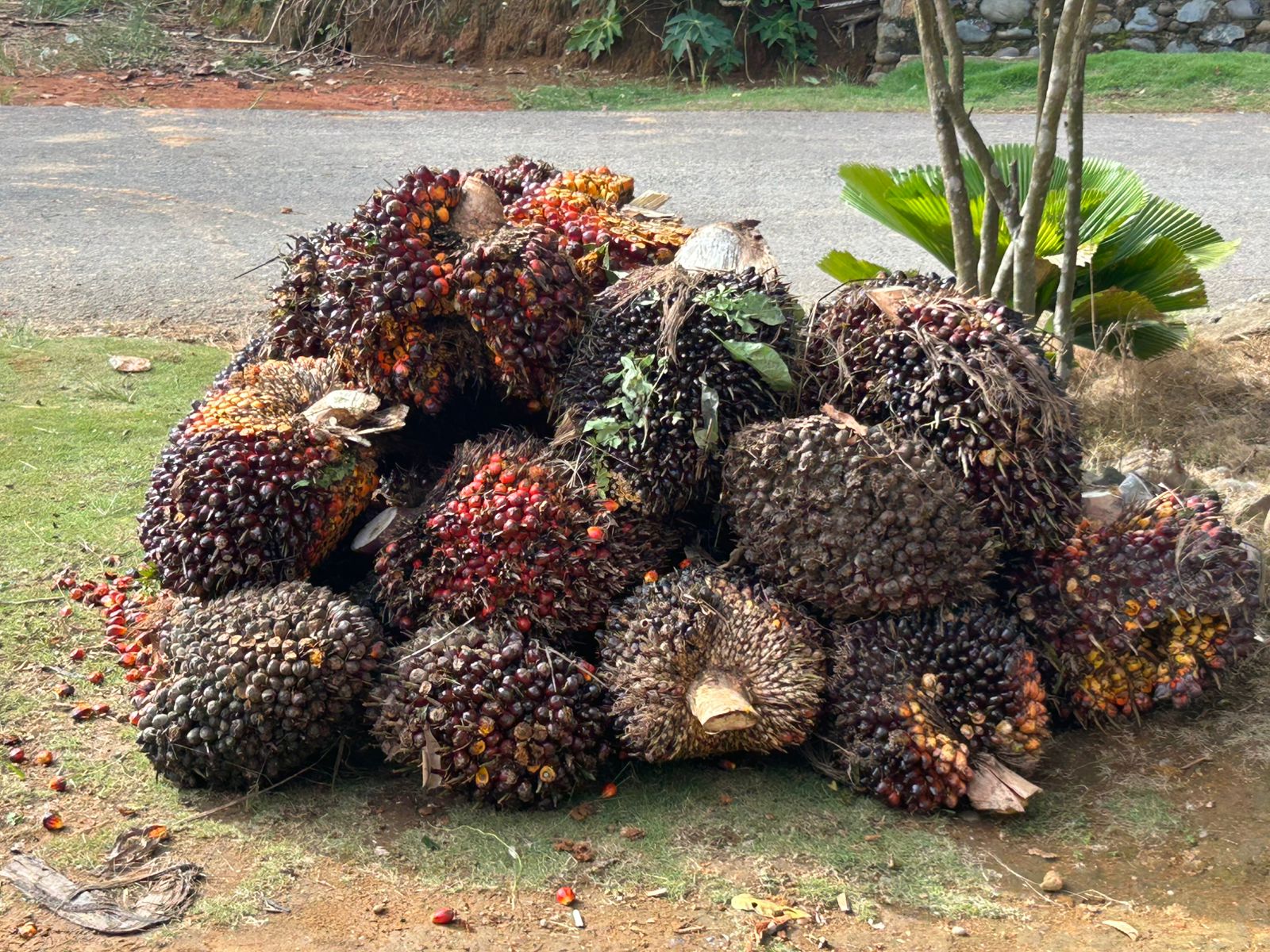 Harga TBS Sawit di Mukomuko Kembali Naik, Tertinggi Sentuh Rp 2.810 per Kilogram