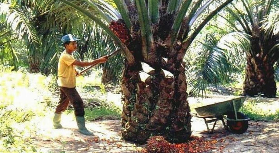 8 Cara Merawat Buah Sawit Agar Tidak Trek, Mulai dengan Pemupukan yang Efektif