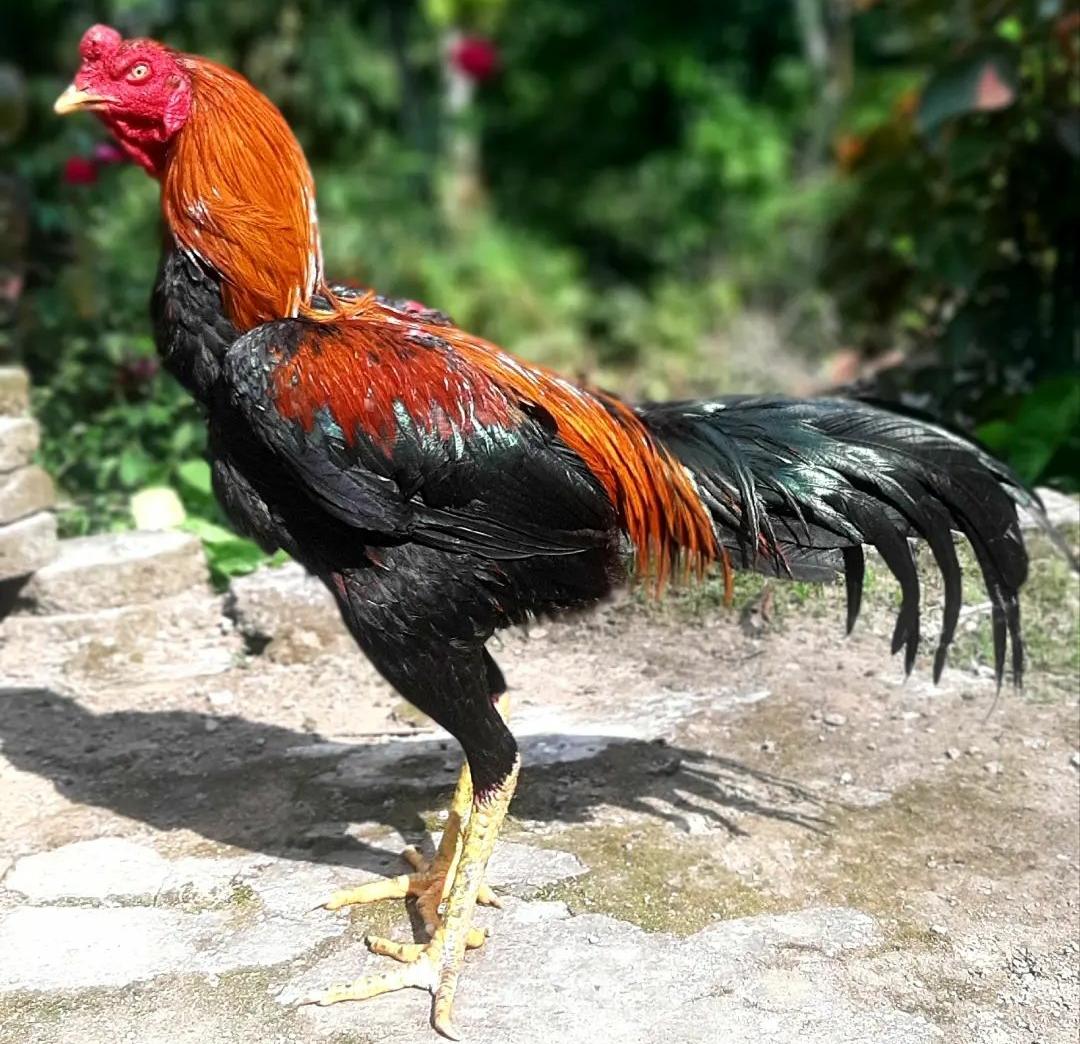 Mengenal Jenis-jenis Taji Ayam Bangkok dan Merawat Taji Ayam Bangkok yang Benar