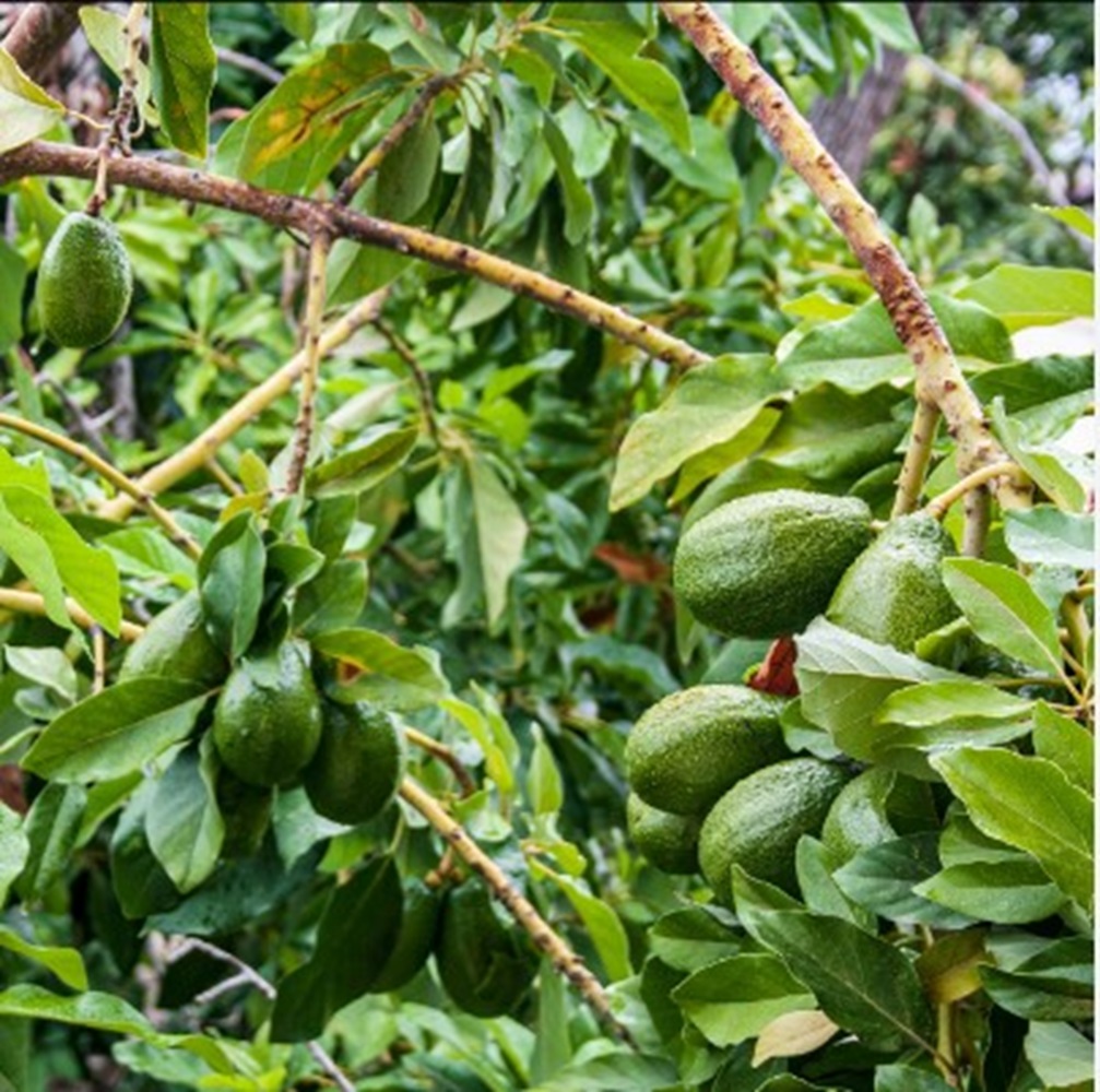 Mengandung Anti Kanker, Serat dan Mineral, Daun Alpukat Punya Banyak Manfaat