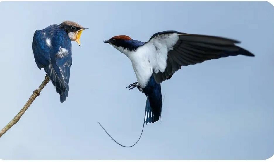 Terbang Cepat dan Lincah, Berikut 10 Fakta Unik Burung Walet yang Wajib Anda Ketahui