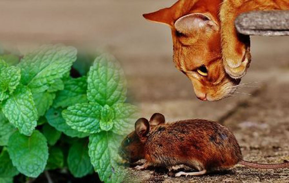 7 Cara Alami Mengusir Tikus dari Rumah, Diyakini Ampuh