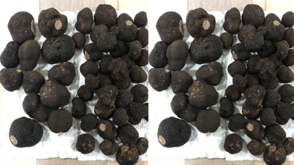 Kenapa Truffle Bisa Menjadi Bumbu Termahal di Dunia?