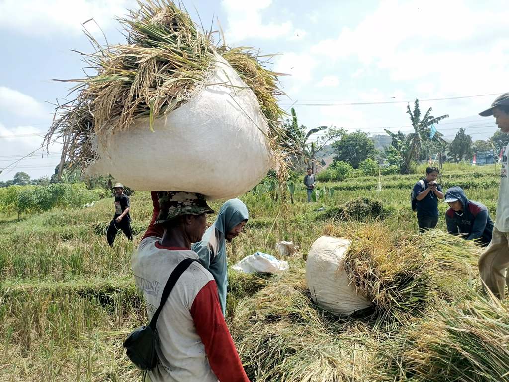 Harga Gabah Naik, Petani Bengkulu Utara Mulai Bernapas Lega