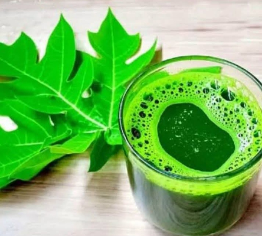 Daun Pepaya Superfood Alami dengan Beragam Manfaat Kesehatan, Termasuk Emfisema