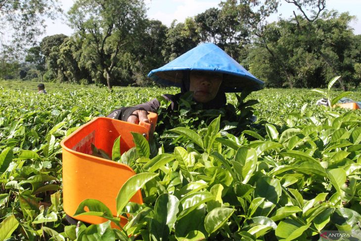 Mengembalikan Kedaulatan Teh Indonesia
