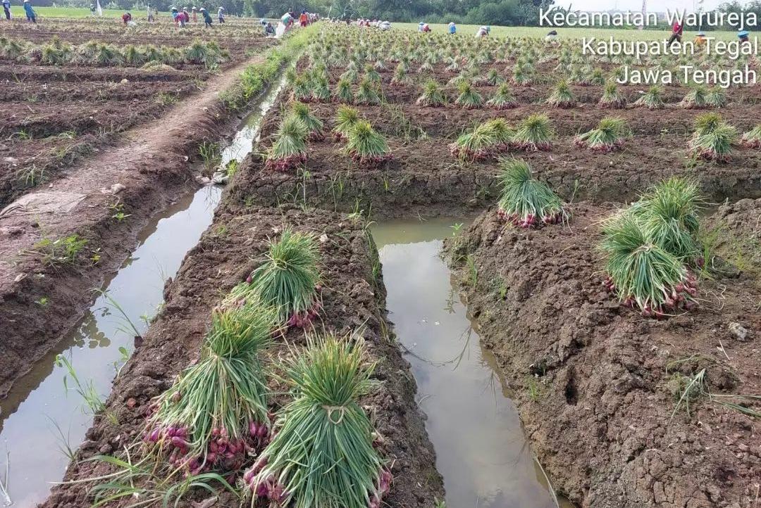 8 Langkah Memanen Bawang Merah dengan Benar untuk Hasil Umbi Berkualitas Tinggi