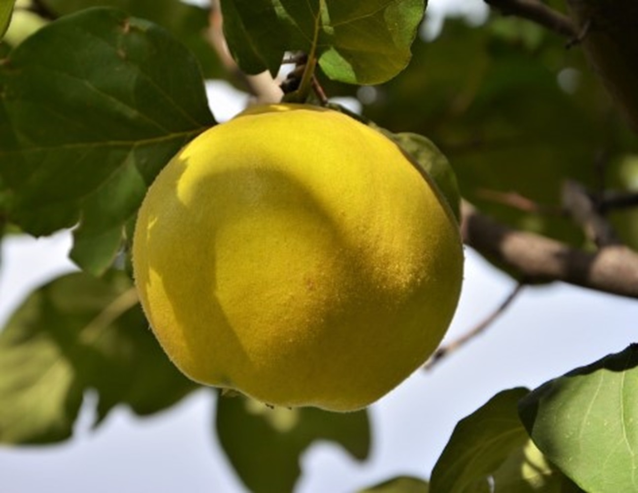 Buah Quince, Rasanya Perpaduan Apel dan Pir yang Rendah Kalori Tapi Mengenyangkan, Ini 7 Manfaatnya 