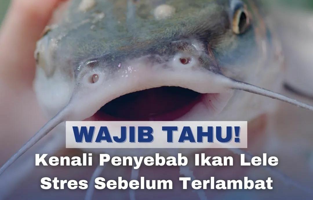 Terkuak! Ternyata Ini Penyebab Ikan Lele Menjadi Stres, Ketahui Cara Mengatasinya di Sini