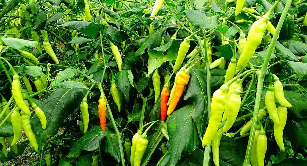 Tips Ampuh untuk Pemula: Rahasia Menanam Pohon Cabe Agar Buahnya Lebat