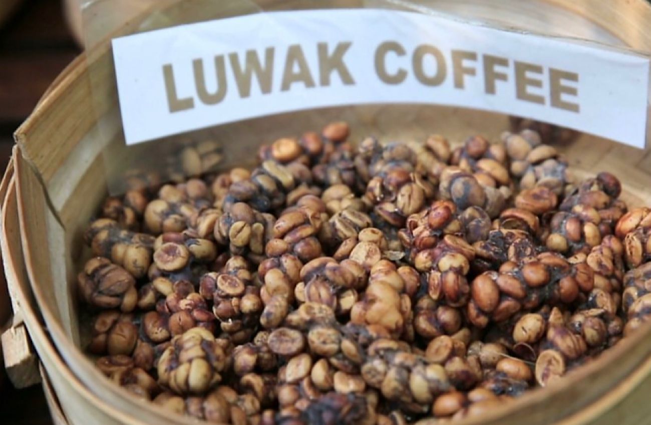 Eksplorasi Rasa Kopi Luak Termahal di Dunia dari Indonesia